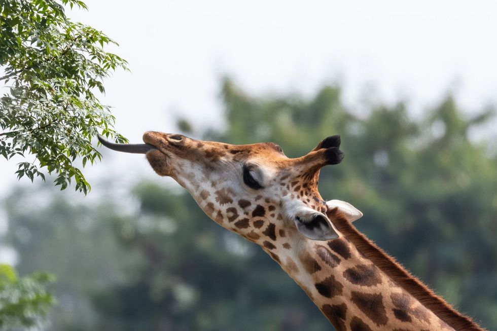 Portrait of a Giraffe eating leaf.