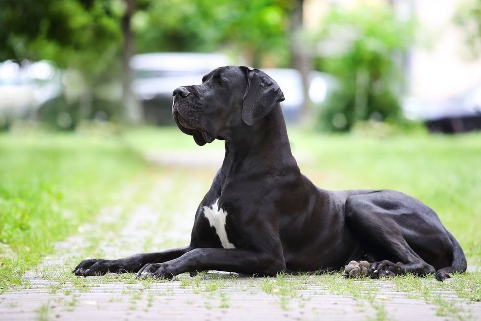 Portrait of a Great Dane of black color.