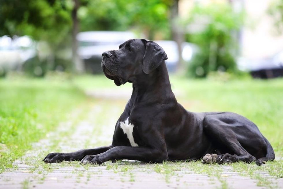 Portrait of a Great Dane