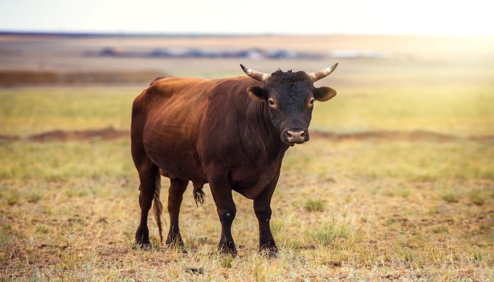 Portrait of a large beautiful bull.