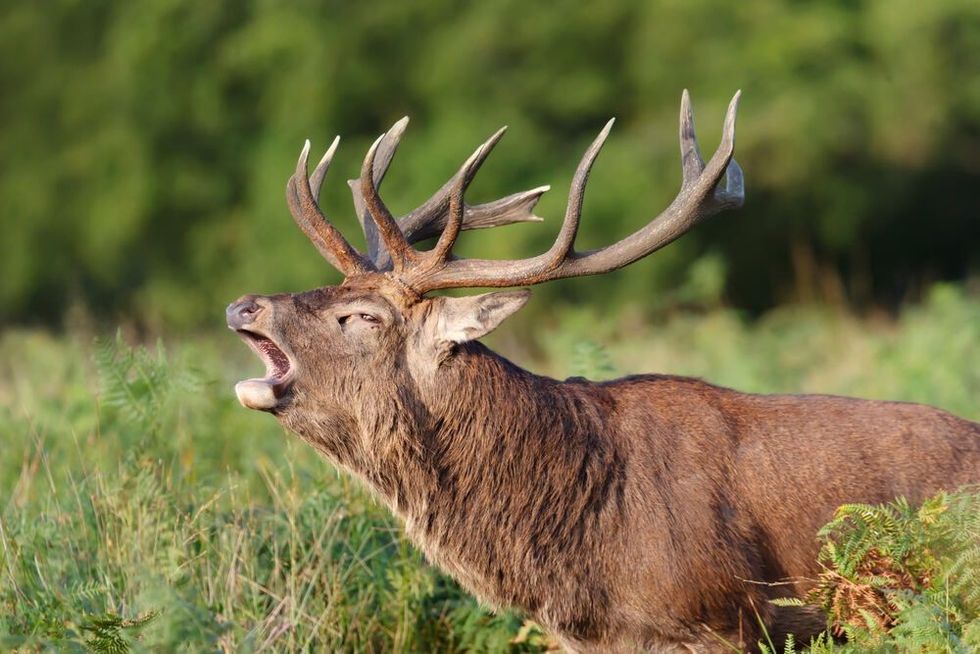 Portrait of a red deer stag calling during rutting season in autumn, UK.