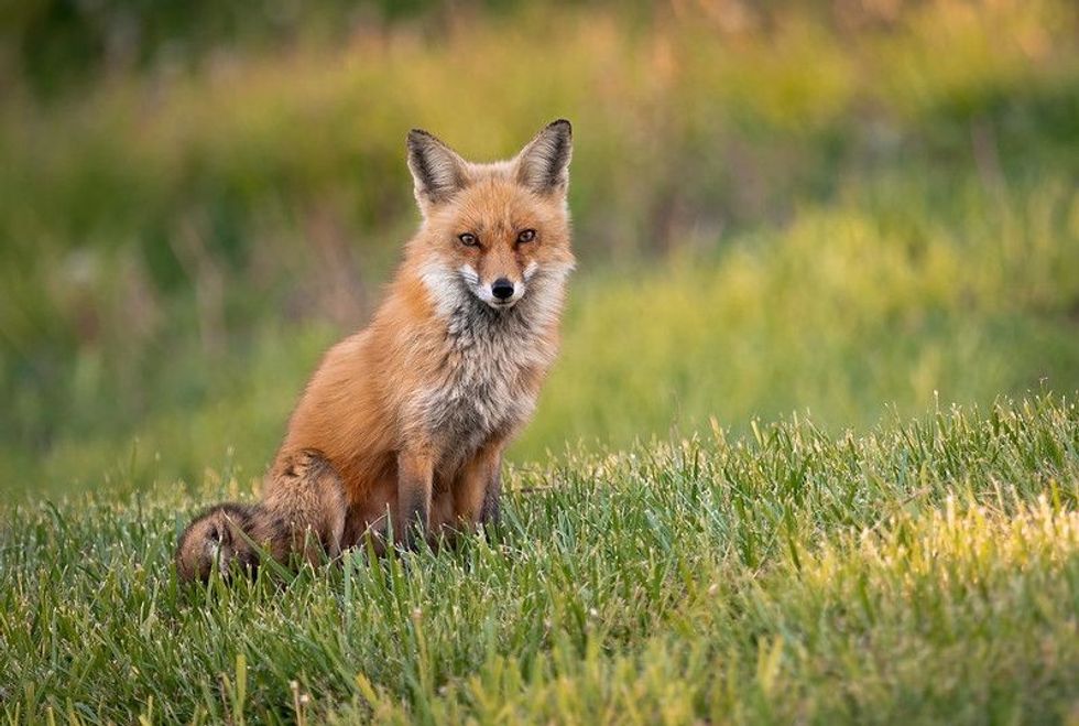 Portrait of a red fox