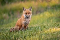 Portrait of a red fox