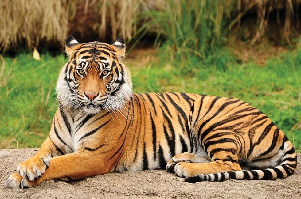 Portrait of a Royal Bengal Tiger alert and staring at the Camera.