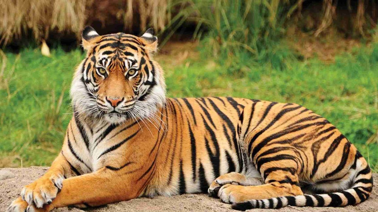 Portrait of a Royal Bengal Tiger.