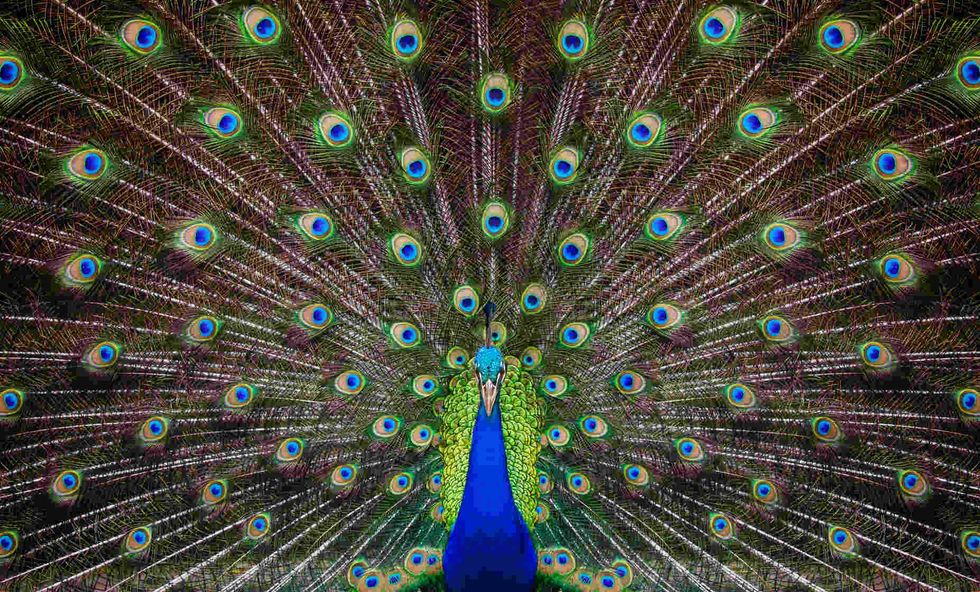 Portrait of beautiful peacock with feathers out.
