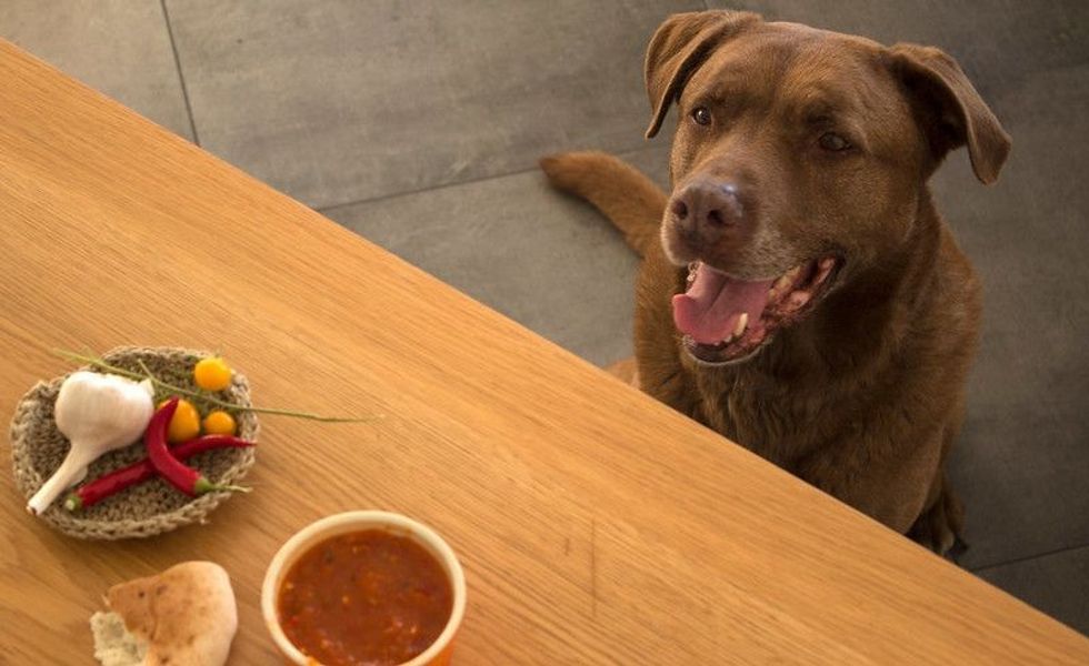 Portrait of cute adult Labrador dog waiting for food.