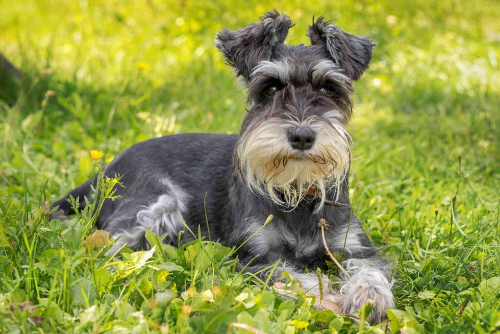 Portrait of miniature schnauzer in the green grass.