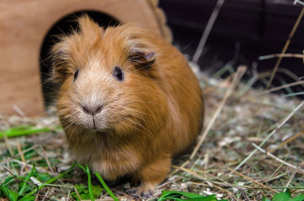 Portrait of red guinea pig