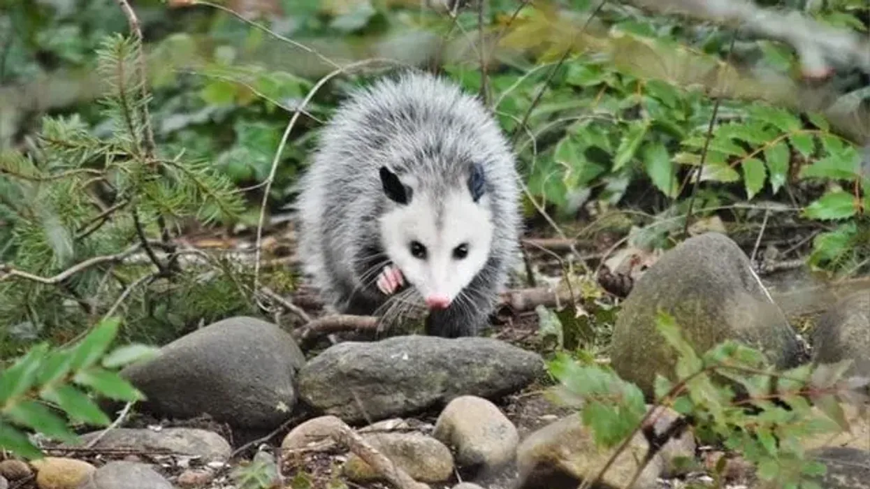 Possum facts are extremely interesting for kids and adults alike