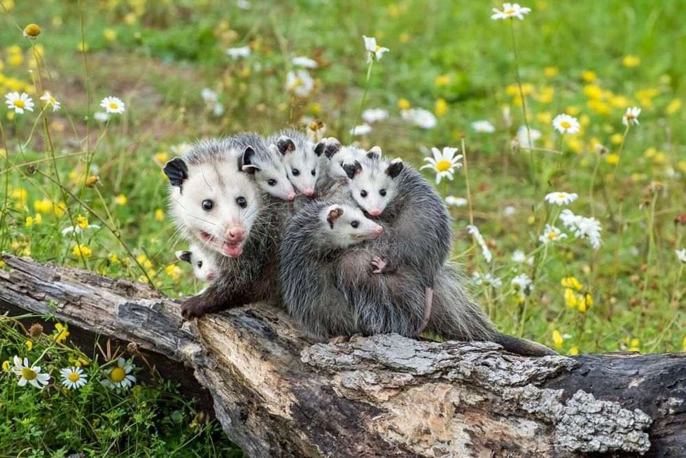 Possum Mother with Joeys riding on her back