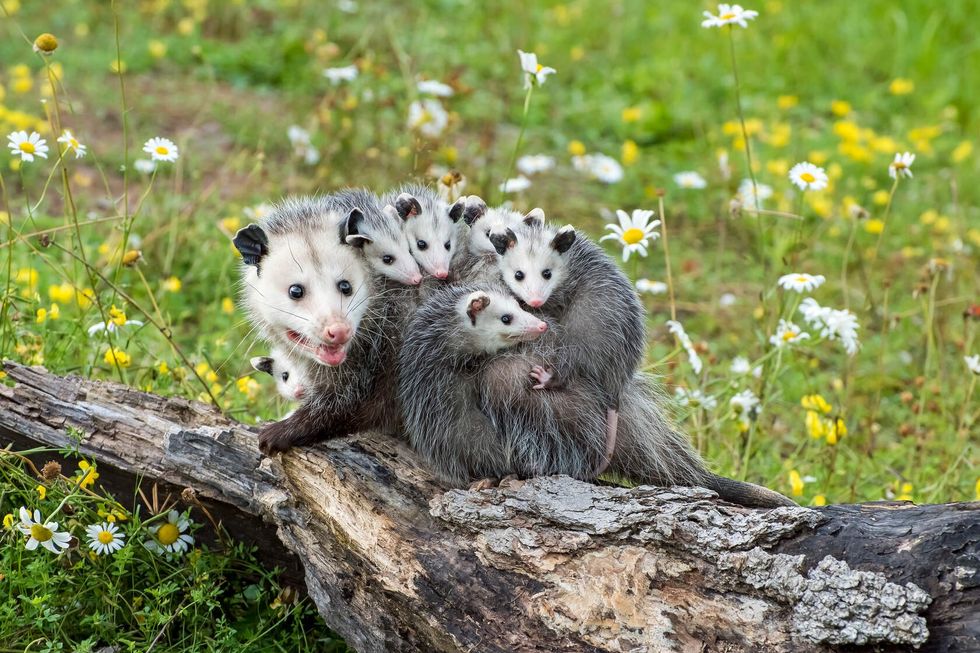 Possum Mother with Joeys riding on her Back.