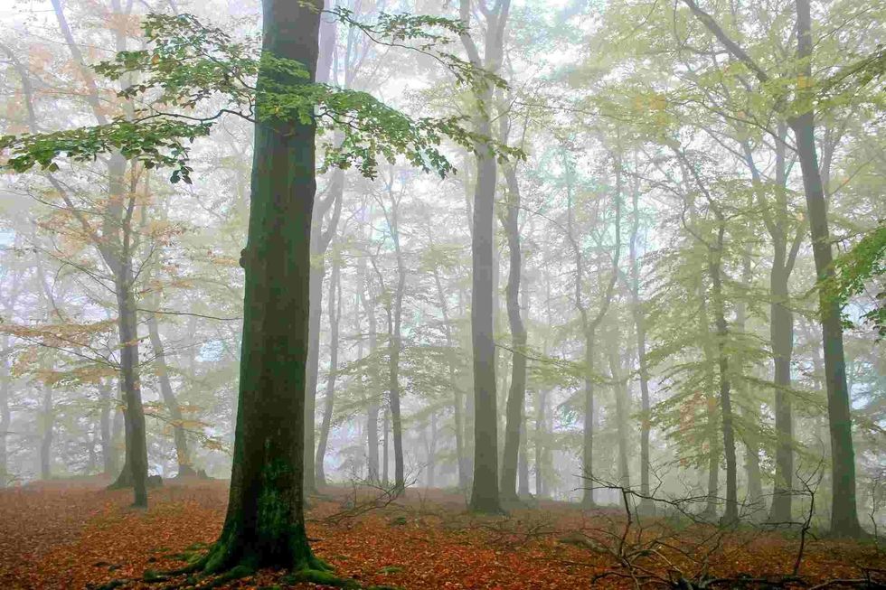 Post Oak trees are mainly spread across North America.