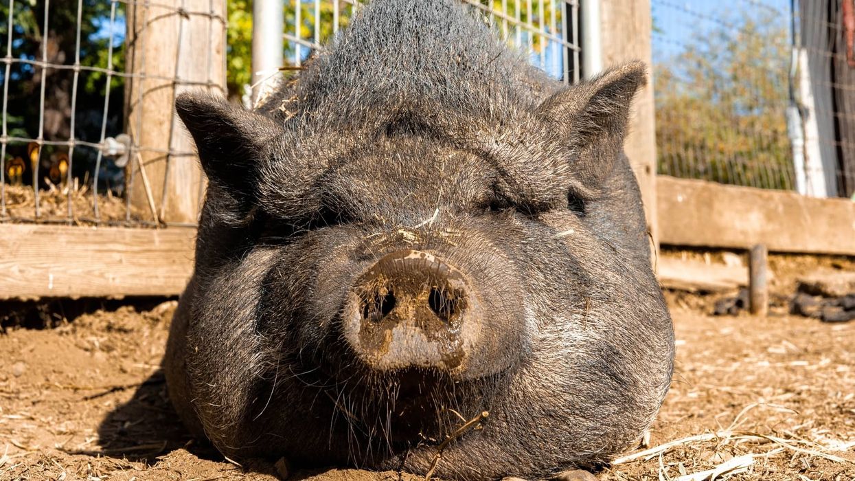Pot belly pig facts about a clever and caring domestic pig.