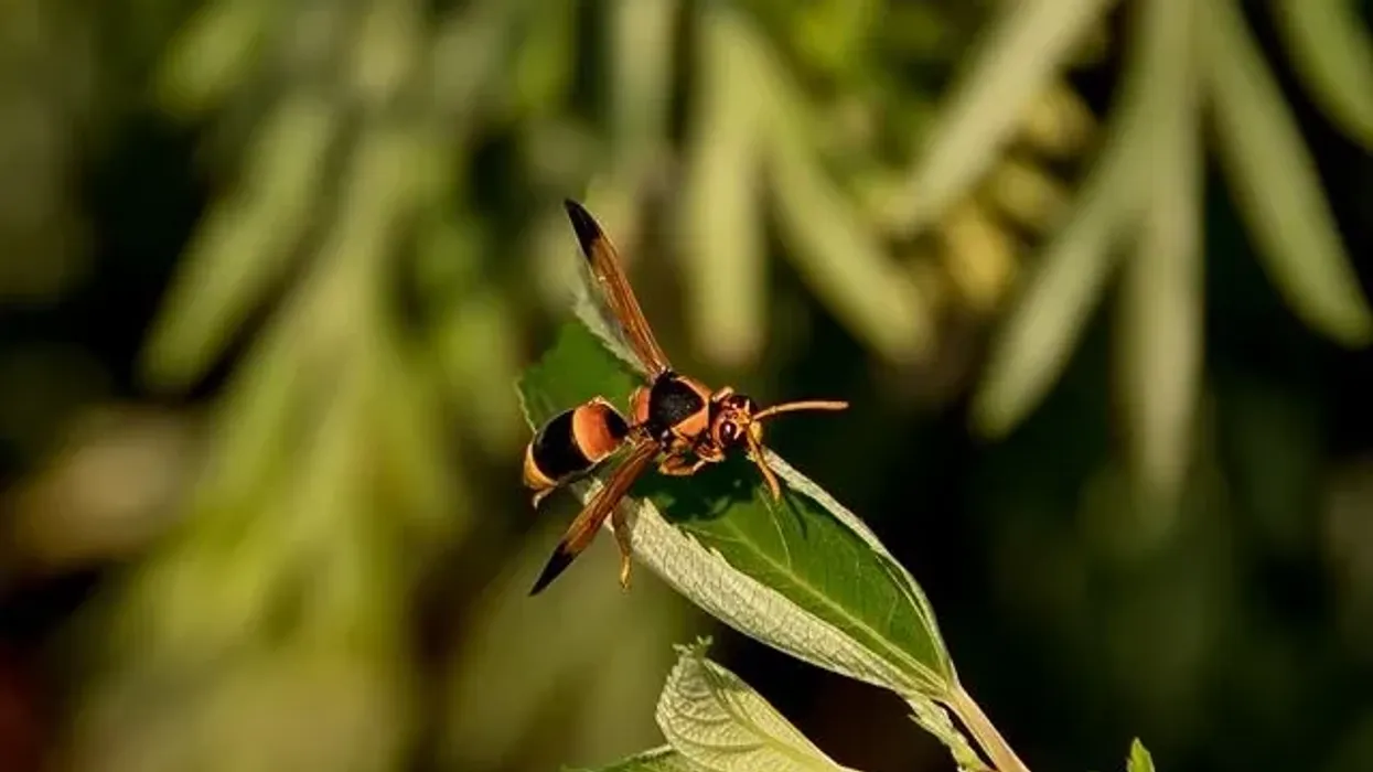 Potter wasp facts about the cosmopolitan wasp species.
