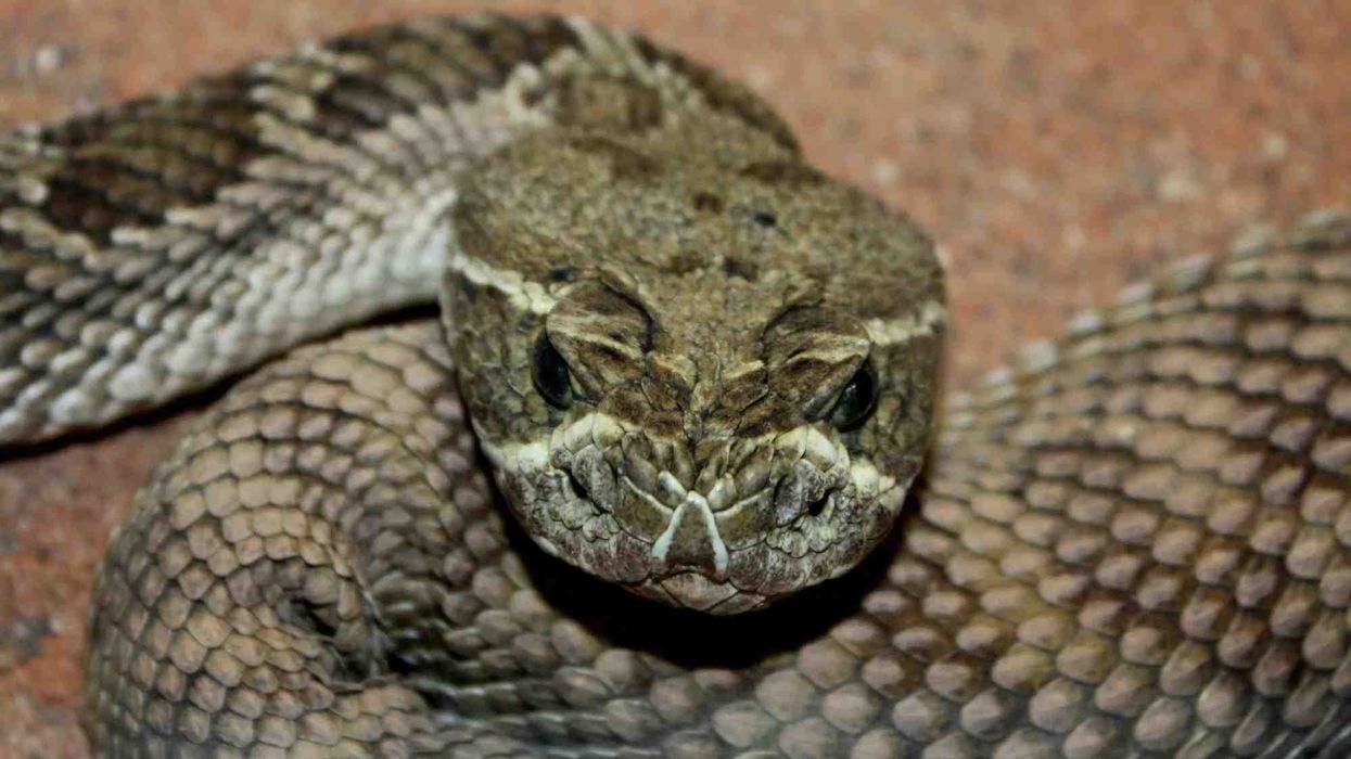 Prairie rattlesnake facts about the only venomous snake of Northern Mexico.