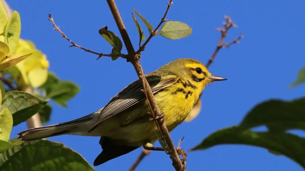 Prairie Warbler facts on the beautiful North American birds.