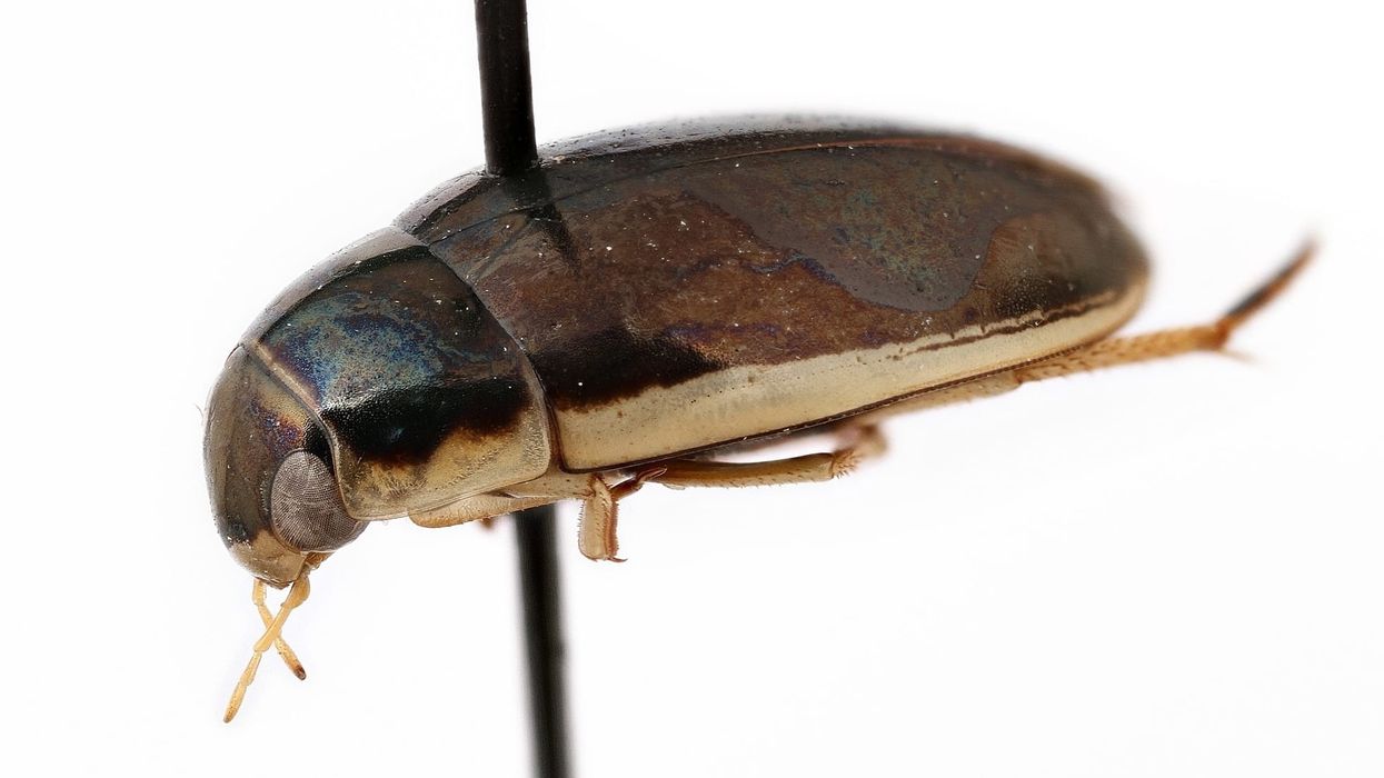 Predaceous diving beetle facts about the amusing diving insect adapted to aquatic life.