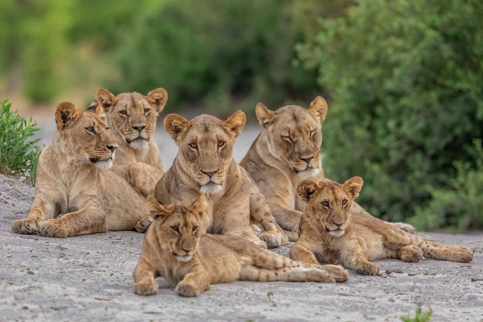 Pride of lions resting.