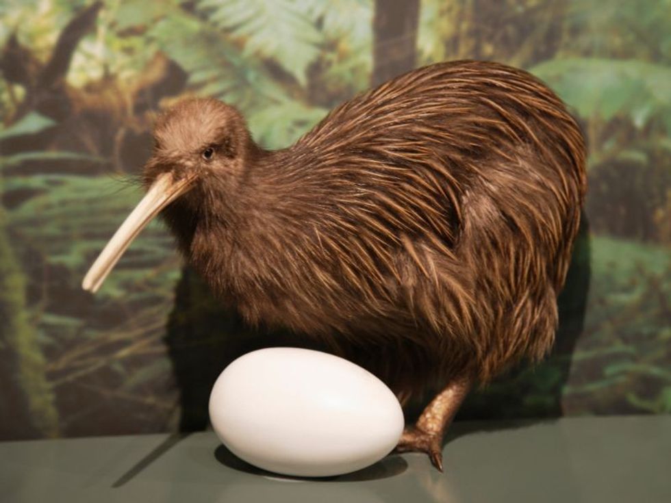 Primed Kiwi bird with egg