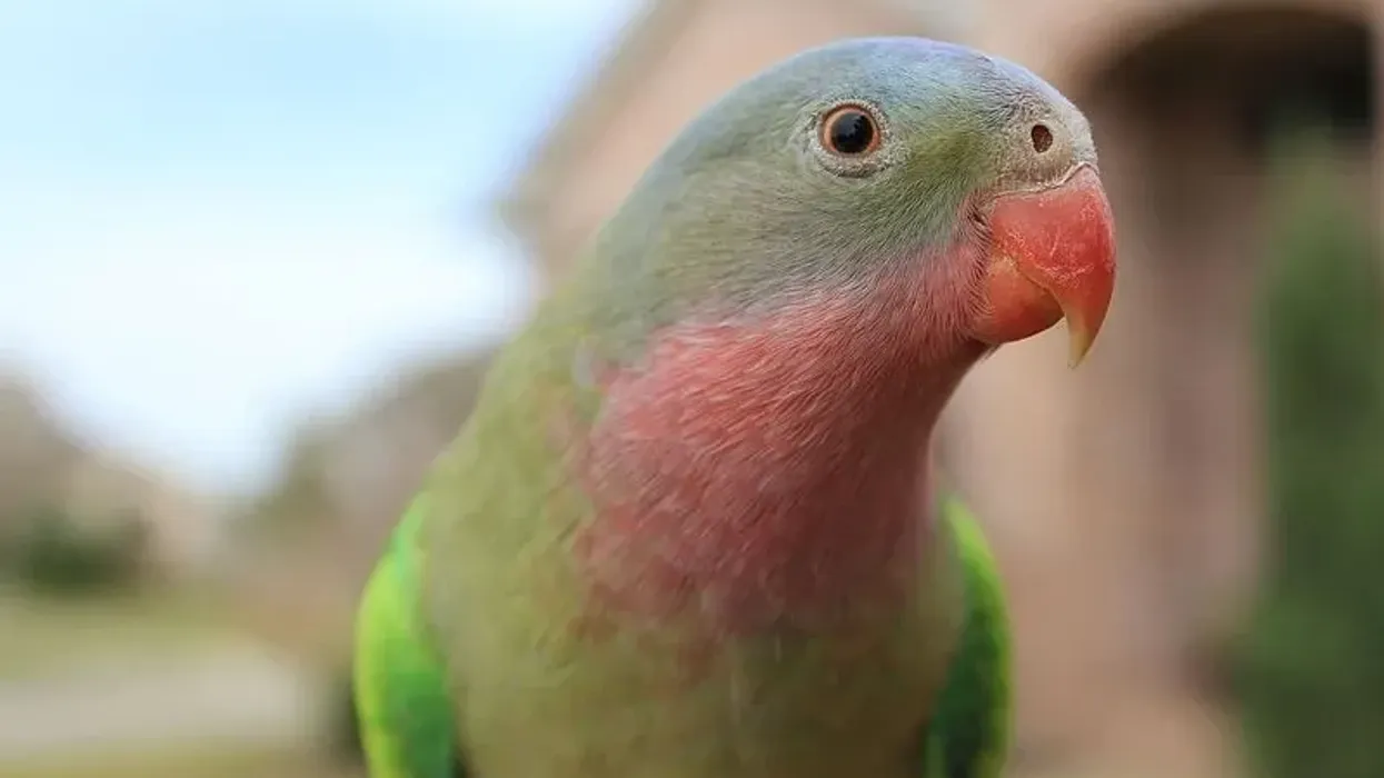 Princess parrot facts about the species whose name was given in honor of Princess Alexandra.
