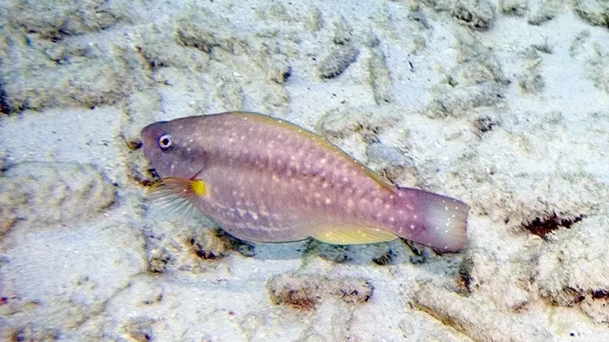 Princess parrotfish facts about the fish species found along coral reefs and seagrass beds.