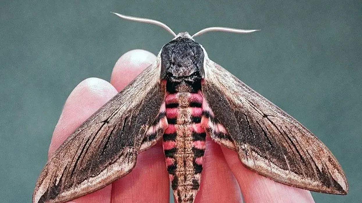 Privet hawk-moth facts illustrate their appearance, habitat, and behavior.