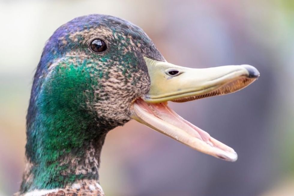 Profile of a duck with its beak open