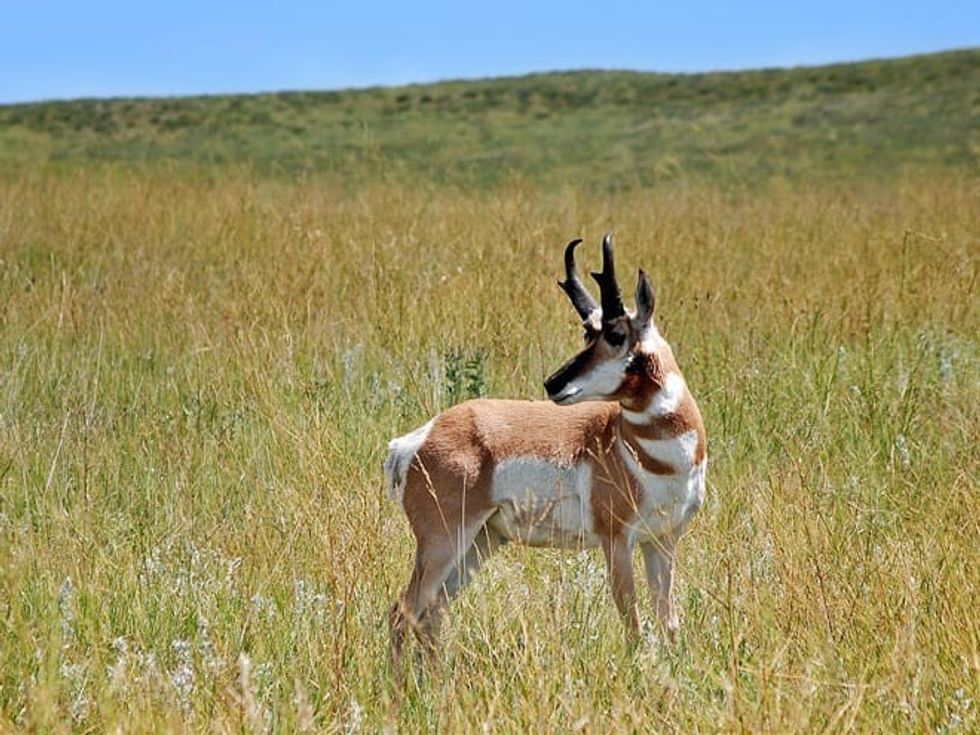 Fun Pronghorn Facts For Kids Kidadl