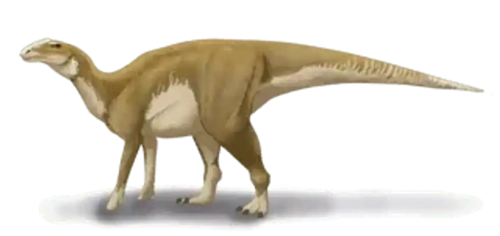 Protohadros facts are all about a herbivorous dinosaur of the Late Cretaceous period.