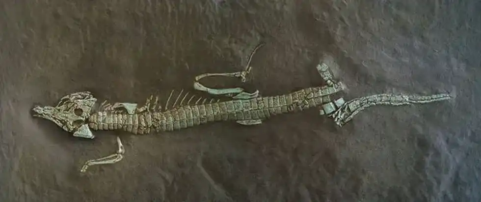 Protosuchus facts are all about a terrifying reptile from the early Jurassic period.