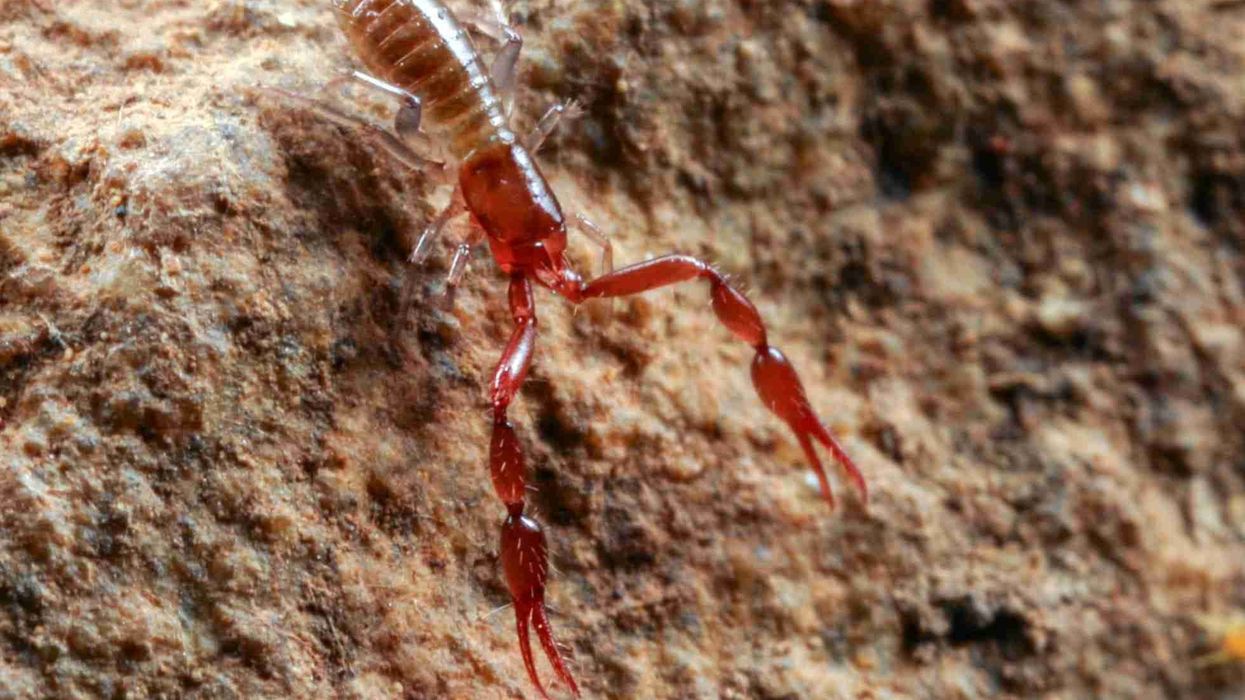 Pseudoscorpion facts about the scorpion-like arachnids.