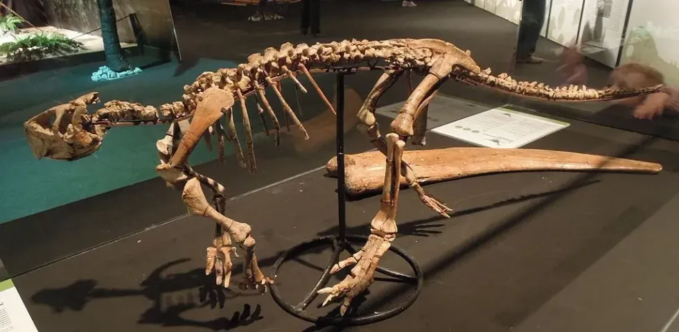 Psittacosaurus facts are all about a unique dinosaur species.