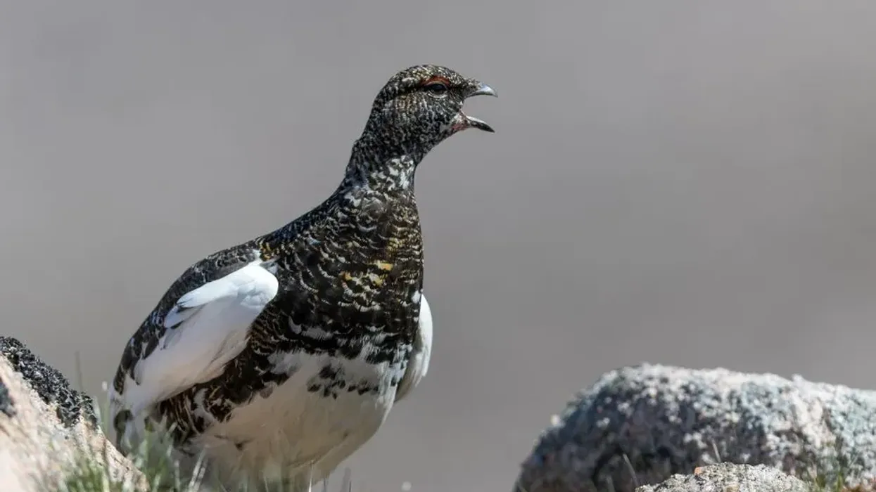 Ptarmigan facts for kids are interesting to read.