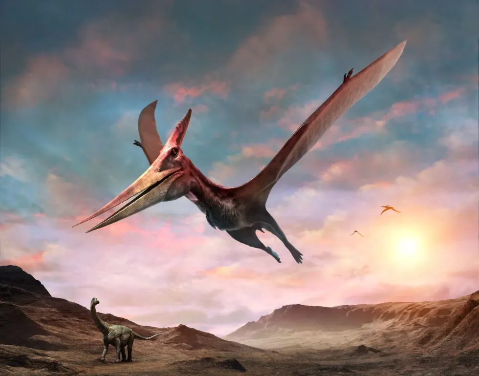 Pteradon facts include that over 1,000 specimens have been discovered in North America.