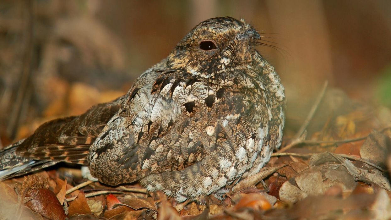 Puerto Rican nightjar facts for kids are informative!