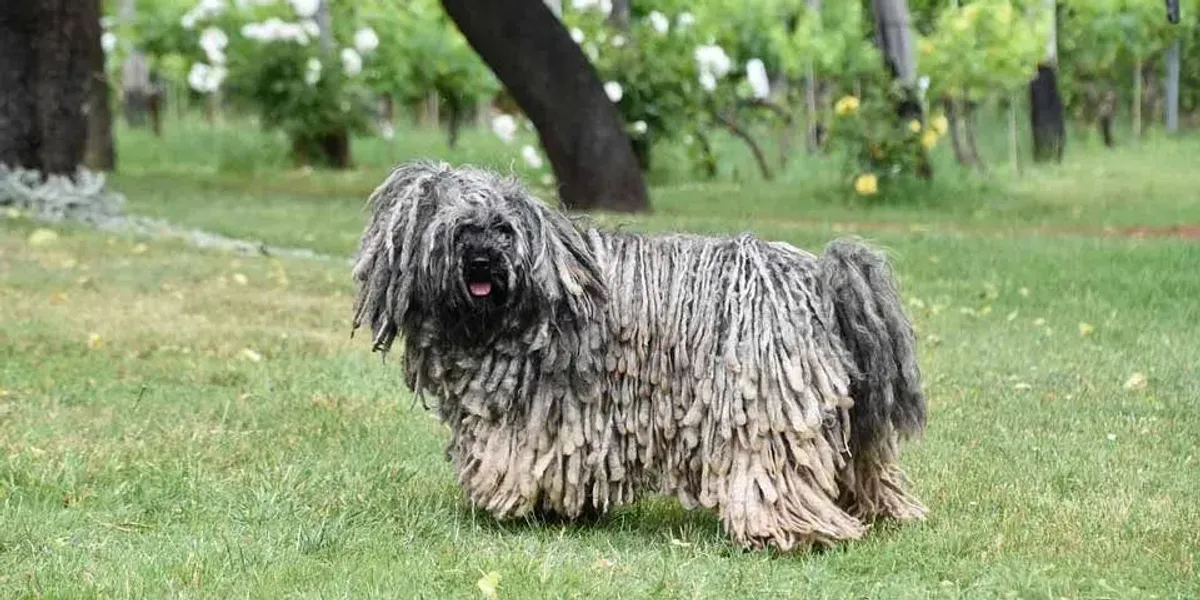 Fun Puli Facts For Kids | Kidadl