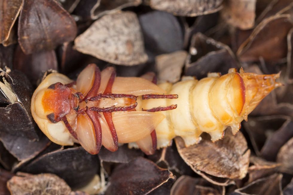Pupa of the mealworm beetle.