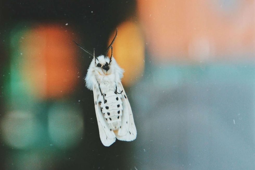 Pupation causes structures of a larva to break down