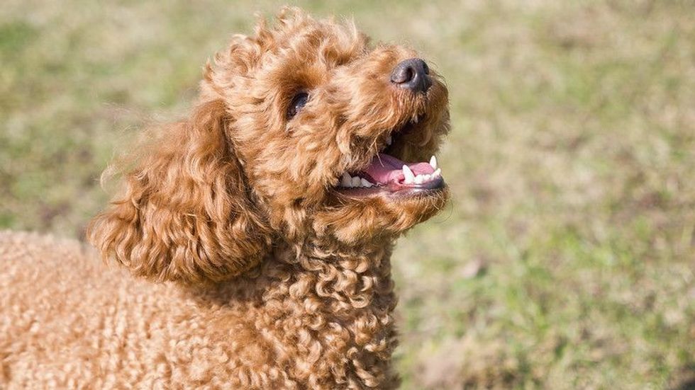Puppy poodle's mouth and teeth.