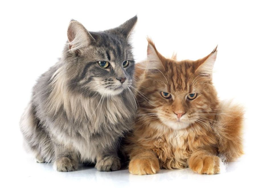 Purebred maine coon cats on a white background