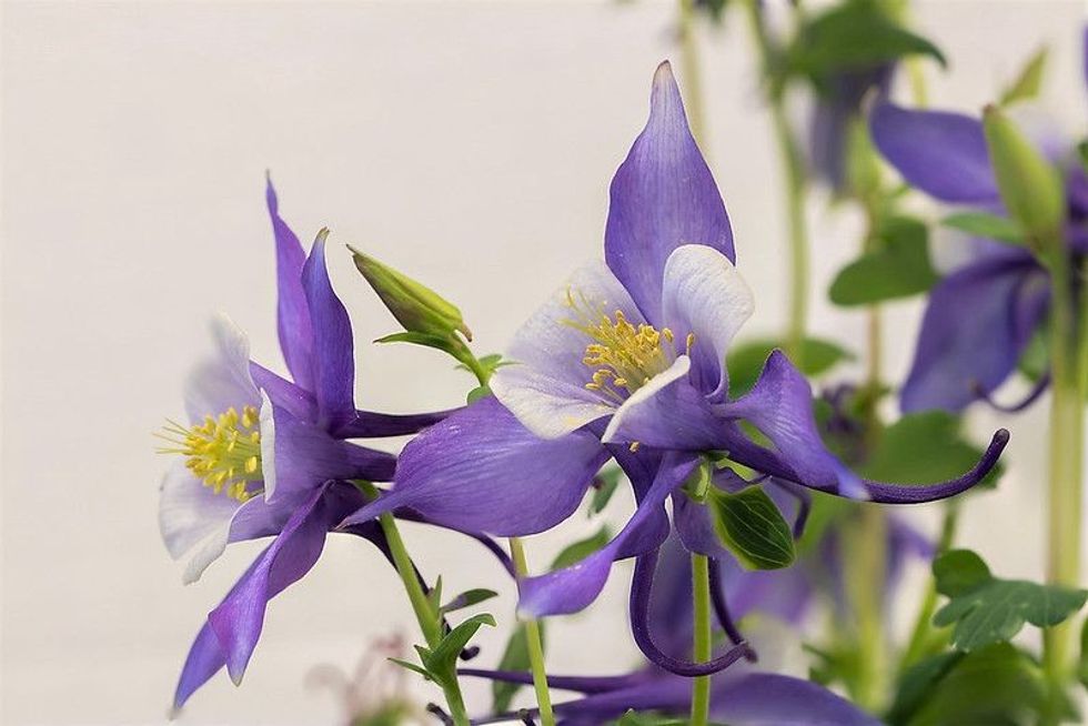 86 Famous Flower Names In Japanese To Name Beautiful Babies Kidadl