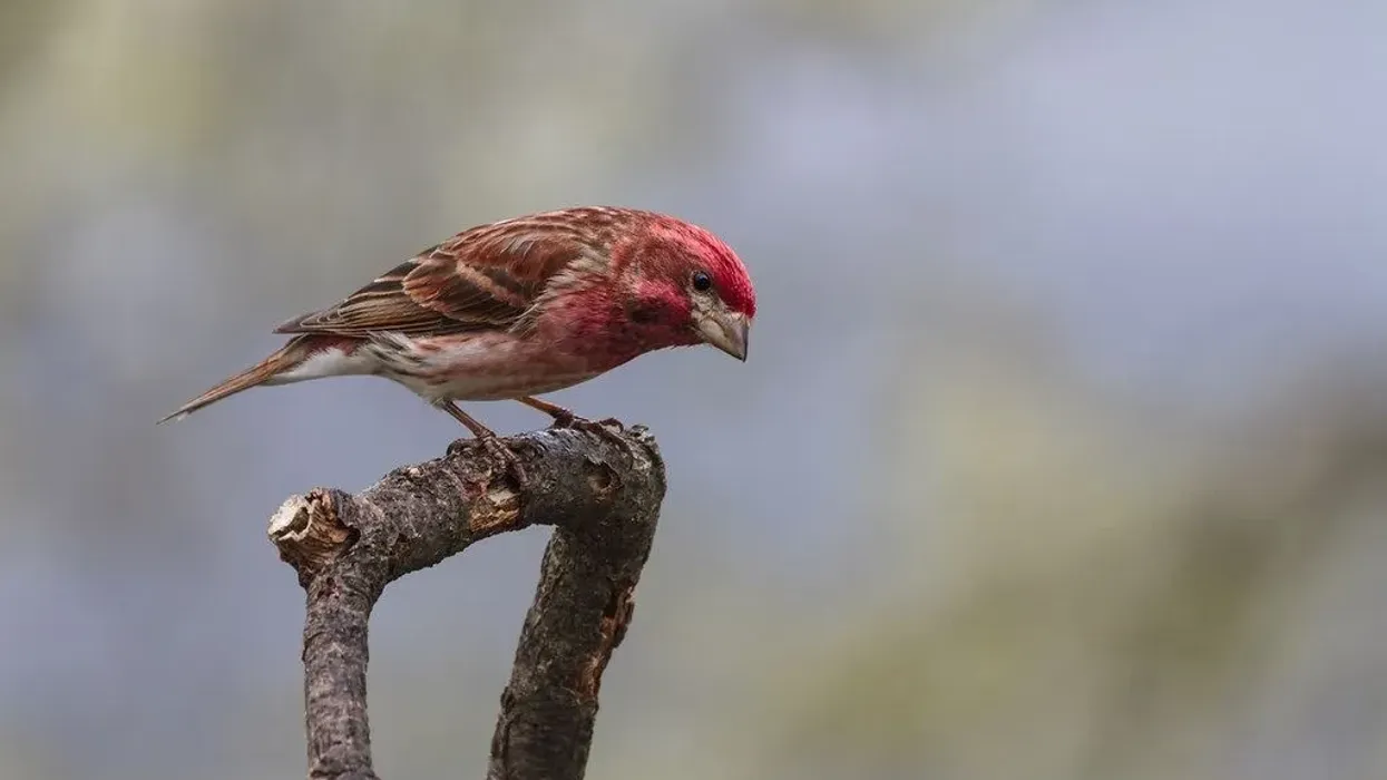 Purple finch facts are very informative.