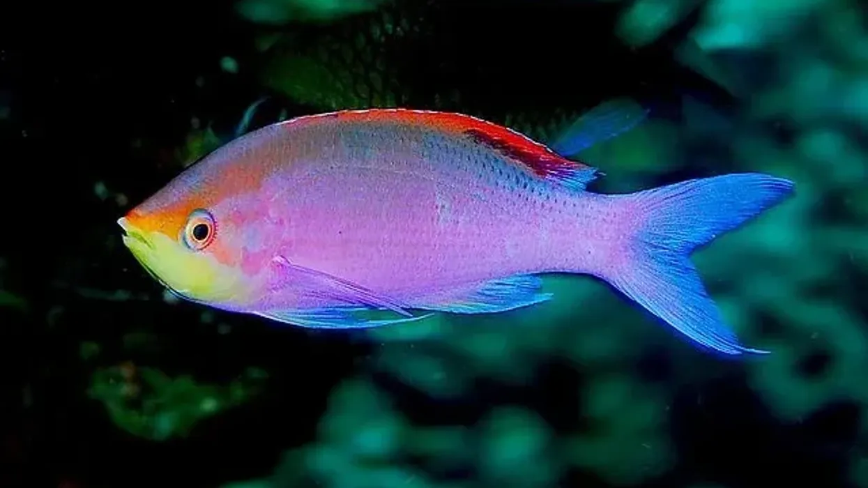 Purple queen fish facts are interesting