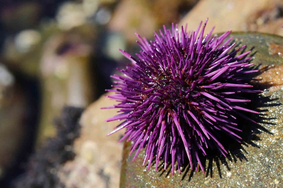 Purple sea urchin in a sunny day.