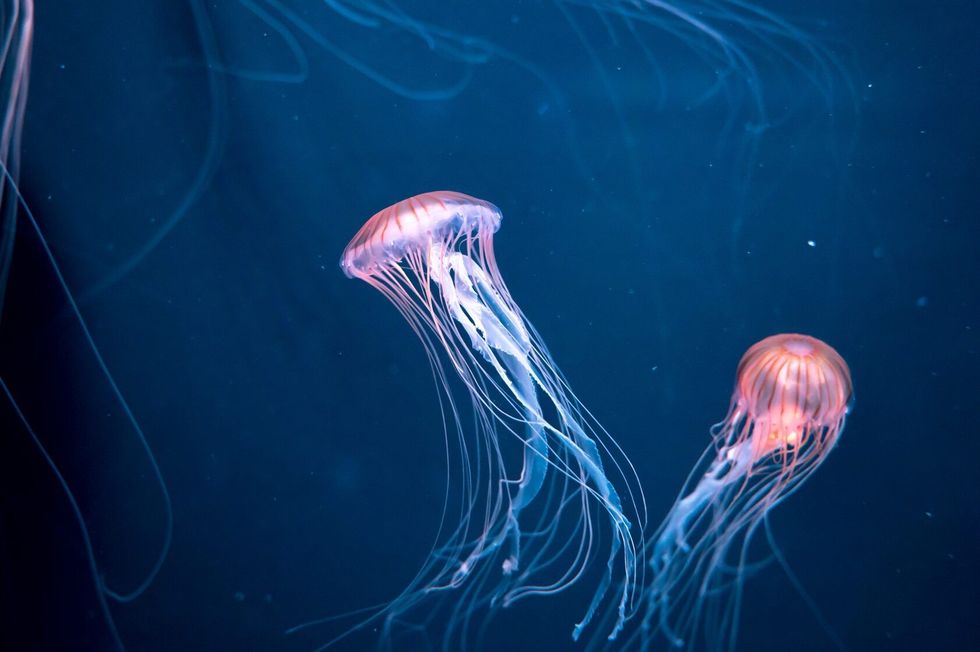 Purple-striped jellyfish in the water.