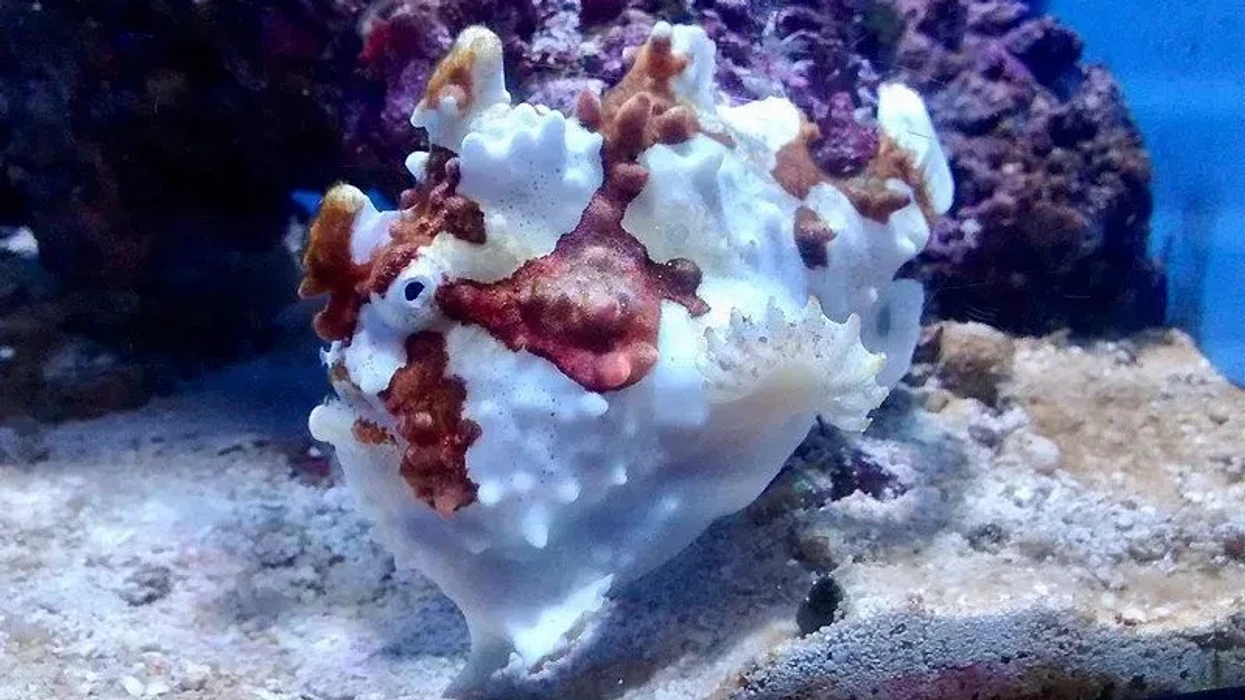 Pygys Fish Fun Pygmy Anglerfish Facts For Kids | Kidadl