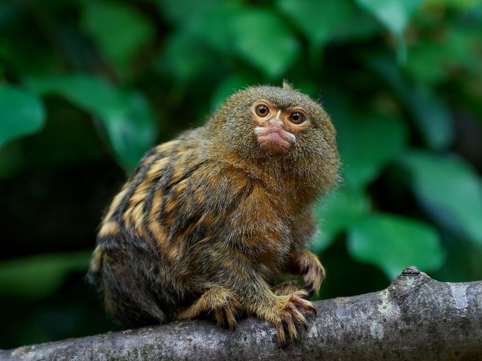Pygmy marmoset sitting on a branch.