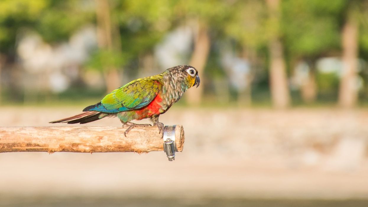 Pygmy parrot facts about the bird species with buff coloration in the face and crown regions