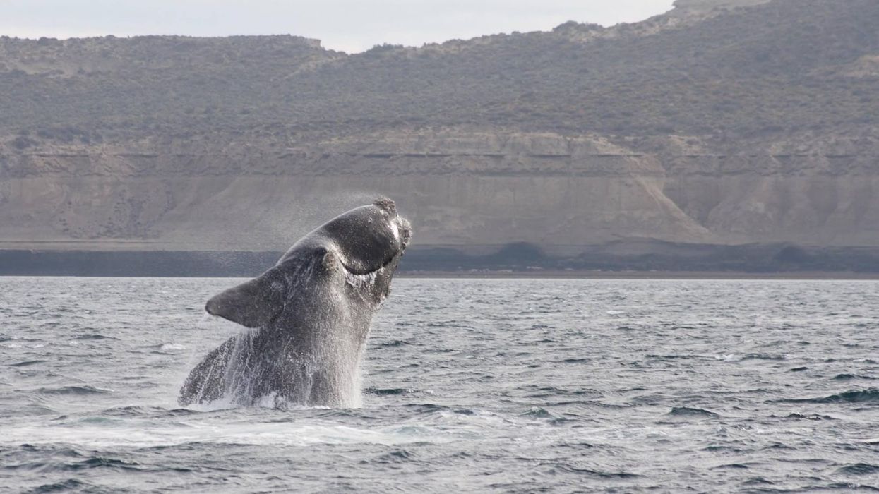 Pygmy right whale facts about the mysterious cetacean that is different from all living whales.
